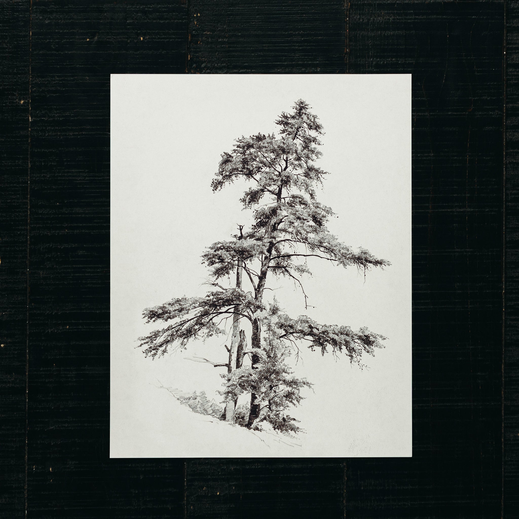 Art Print - Evergreen Tree – Artisan Homemaker, LLC