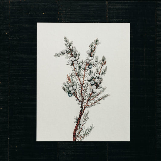 Art Print - Winter Berry