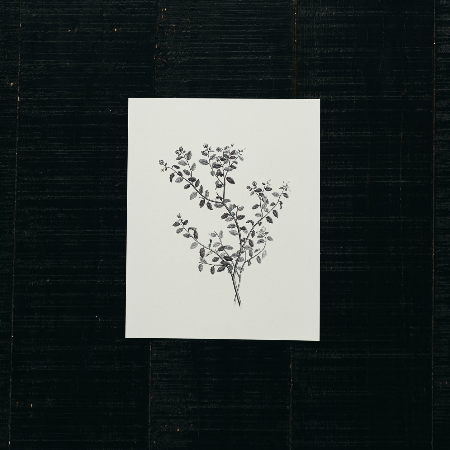 Art Print - Foliage (B&W)