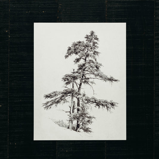 Art Print - Evergreen Tree